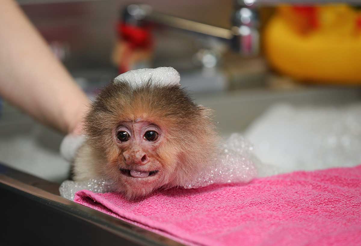 Monkey Living center - Siggy taking a bath