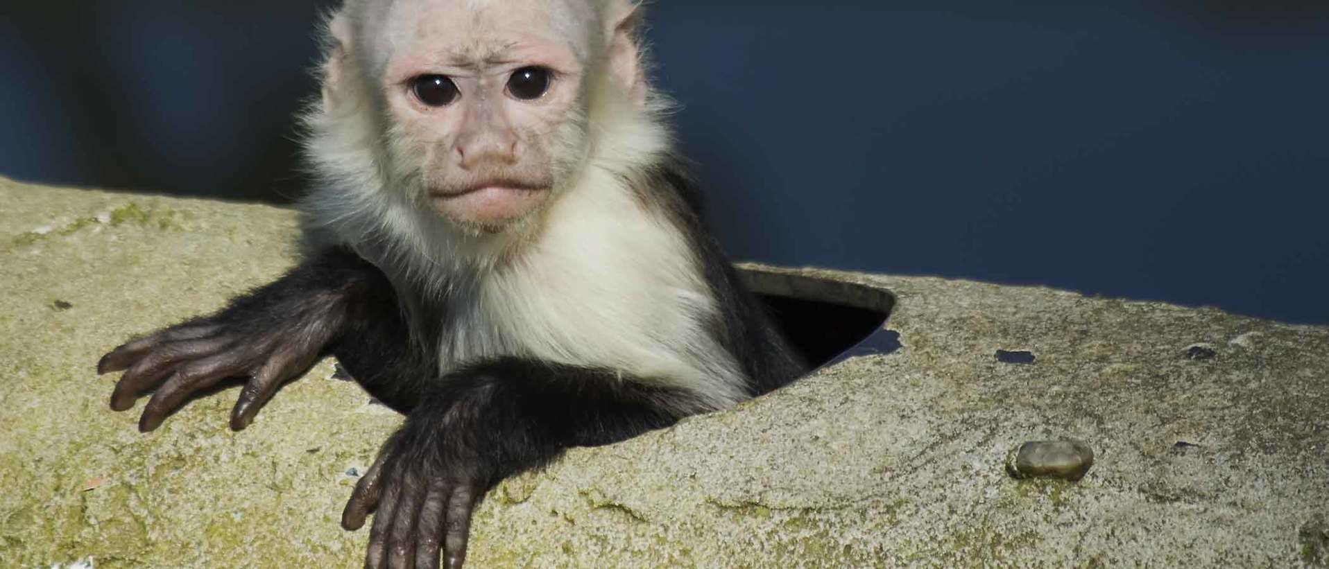 Capuchin Monkey, Our Animals