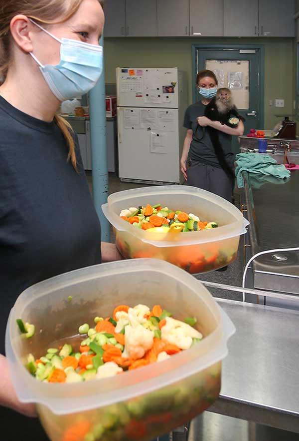 Monkey Living Center - Staff preparing food for monkeys