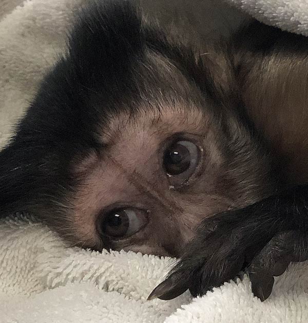 Meet Monkeys - Dippy - photo of monkey resting on white towel