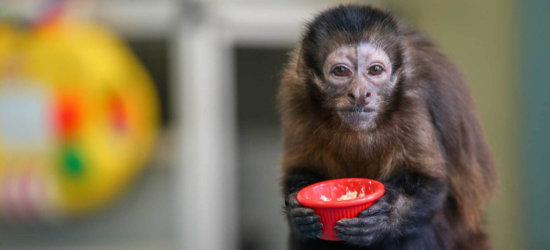 pet capuchin monkey