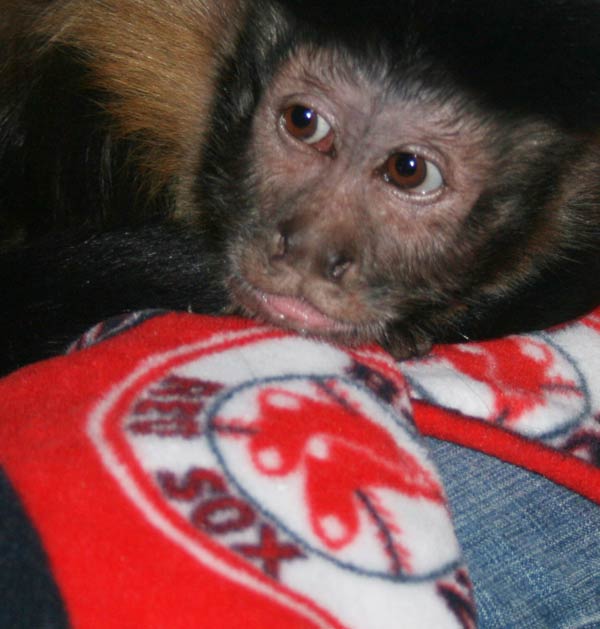 Meet Monkeys - Glassie - monkey resting on Re Sox blanket
