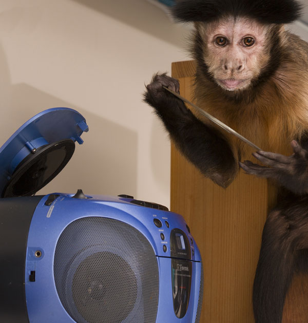 Meet Monkeys - Koko - monkey placing Cd in player