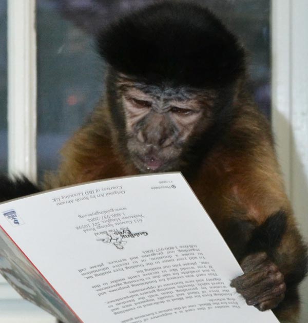 Meet Monkeys - Shelly - photo of monkey looking at a book