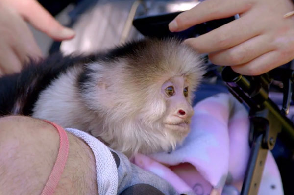 Helping Hands on Animal Planet - Siggy on Travis's lap