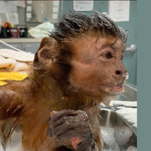 Helping Hands in Derailed Magazine - monkey taking a shower