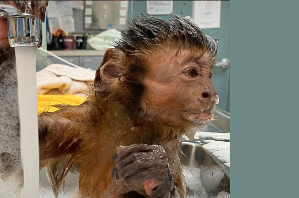 Helping Hands in Derailed Magazine - monkey taking a shower