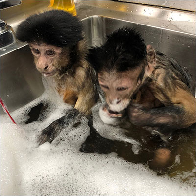 Meet Monkeys - Koko - Koko and TC taking a bath