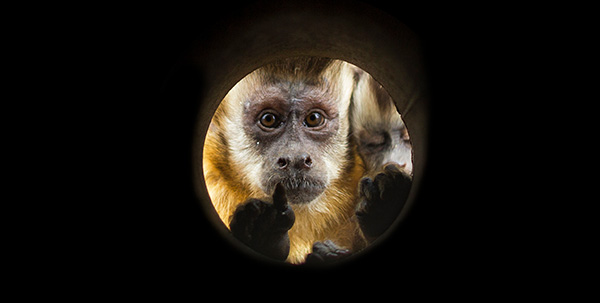 Capuchin discount monkey price