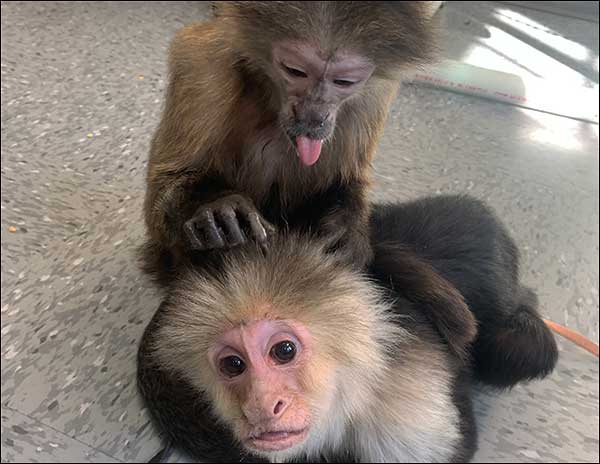 Meet the Monkeys - two monkeys grooming