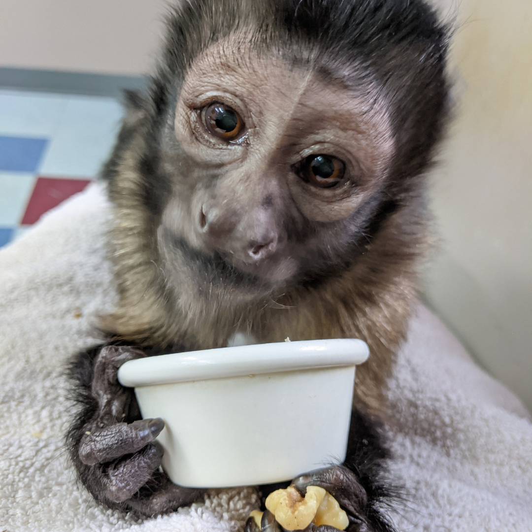 Kyla - a capuchin monkey