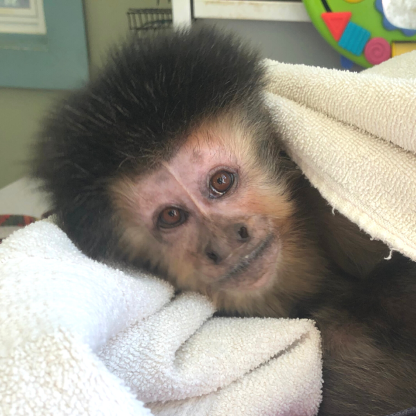 Kukla, a capuchin monkey wrapped in a white towel