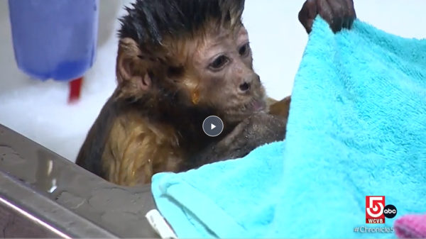 Monkey in a Bath