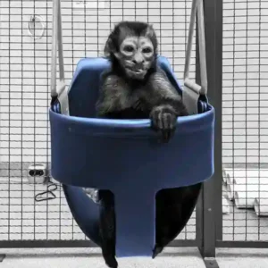 Monkey in a chair swing
